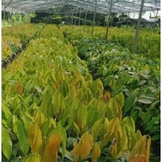 Bibit Kakao MCC02, S2 dan S1-Liuwu Utara, Sulsel 